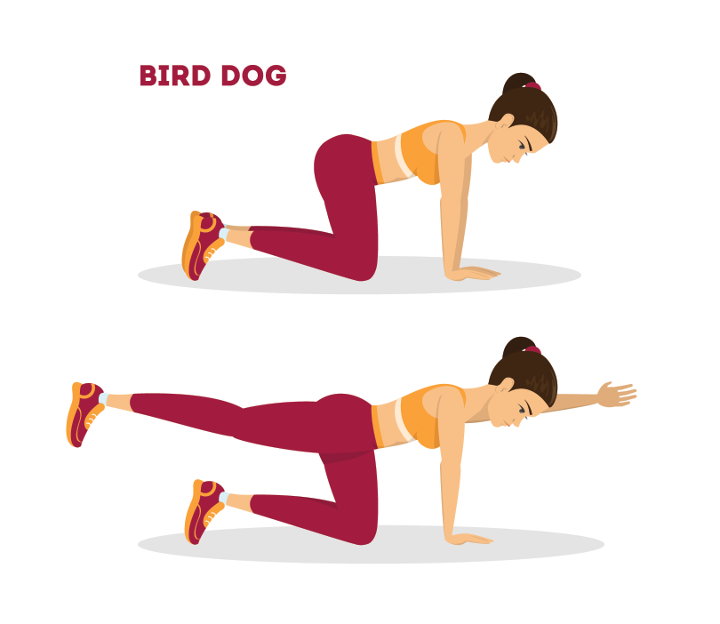 Bird Dog Exercise For Lower Back Pain